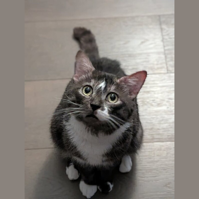 Photo of Goomba