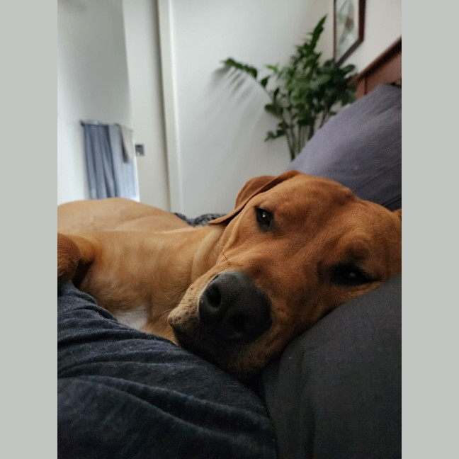 Photo of Boof   1 Year Old Mastiff X Labrador