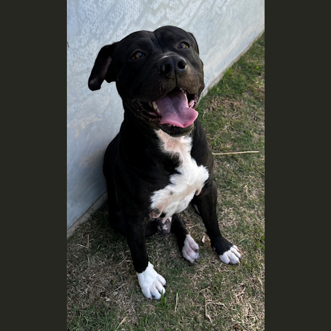 Photo of Hank (9218)