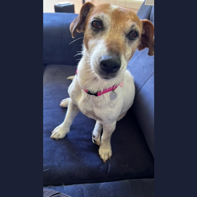 Photo of Dot (& Dash)