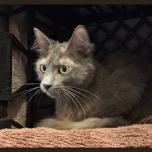 Photo of Squeaky