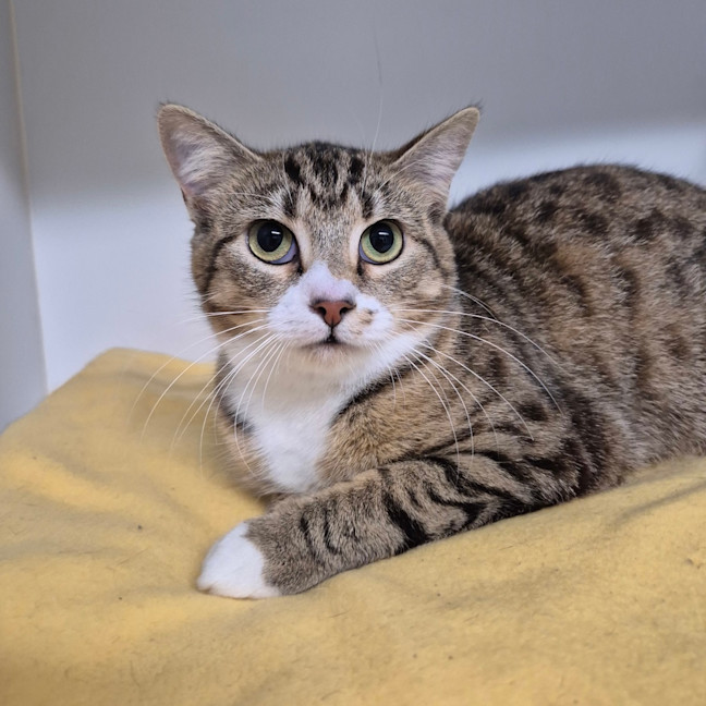 Photo of Madame Molly 