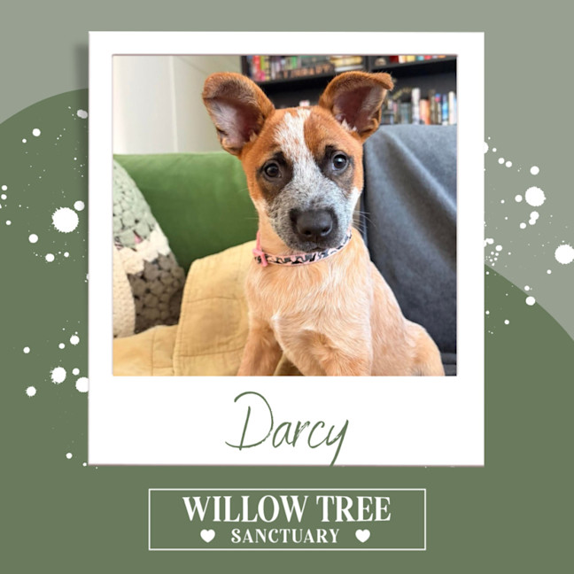 Photo of Darcy