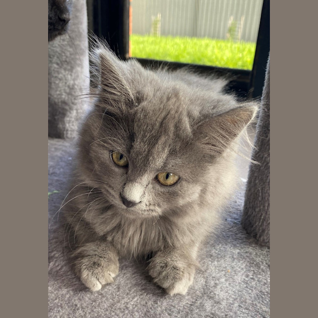 Photo of Pancake