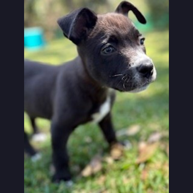 Photo of Jule Now Pepper