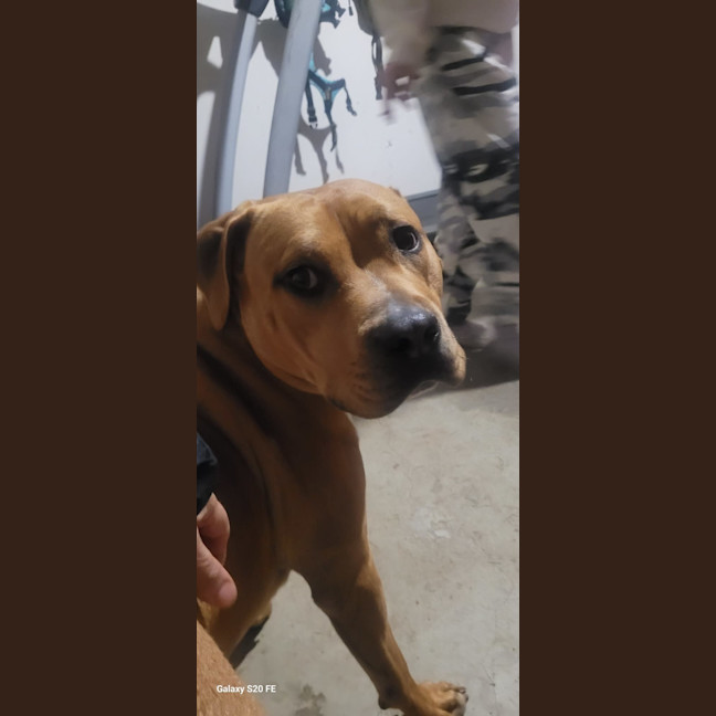 Photo of Shadow