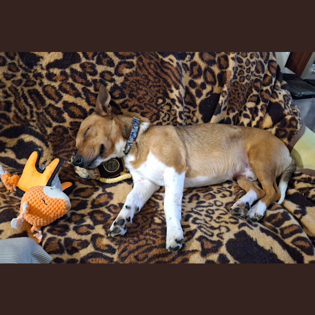 Photo of Scout (Was Mr Fox With The Socks)