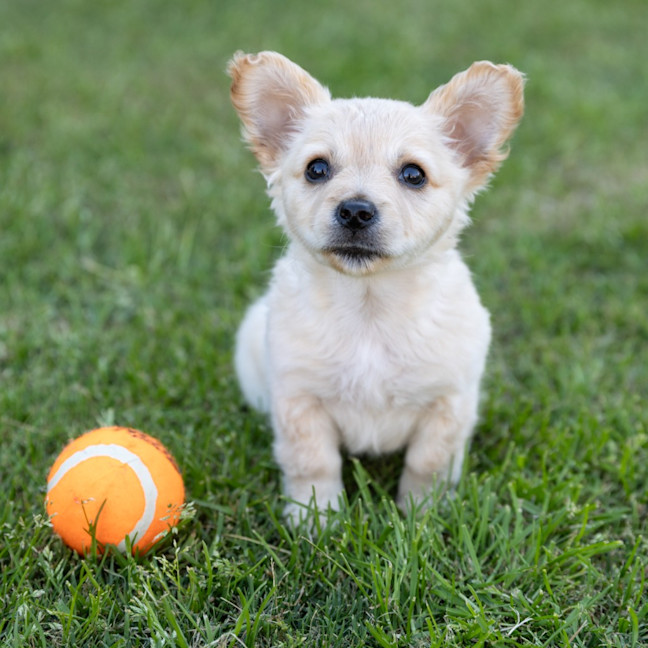 Photo of Annie