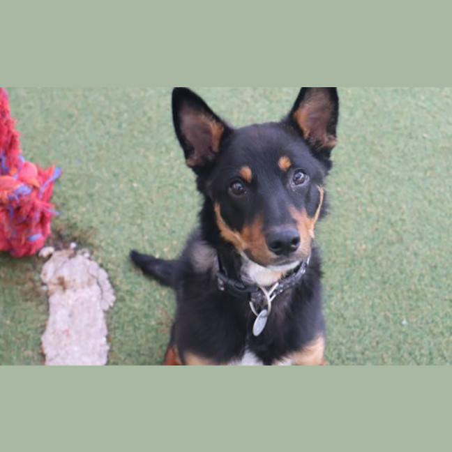 Photo of Koda