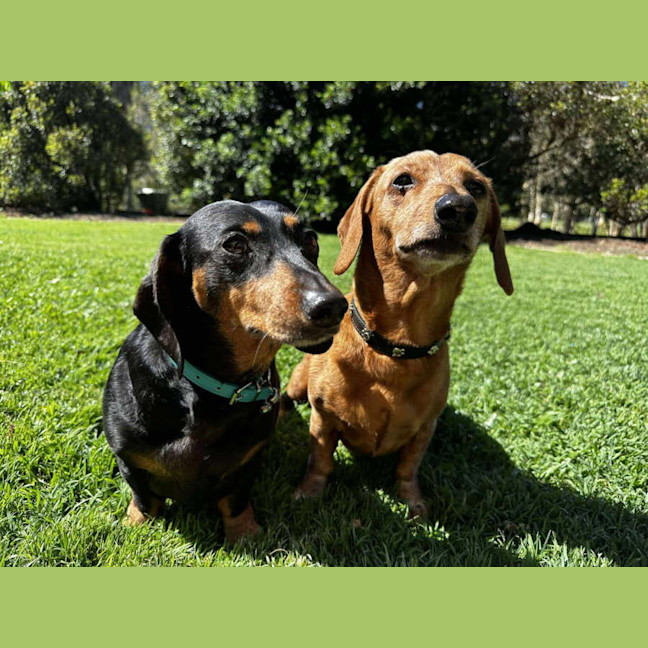 Photo of Blaze And Mabel 