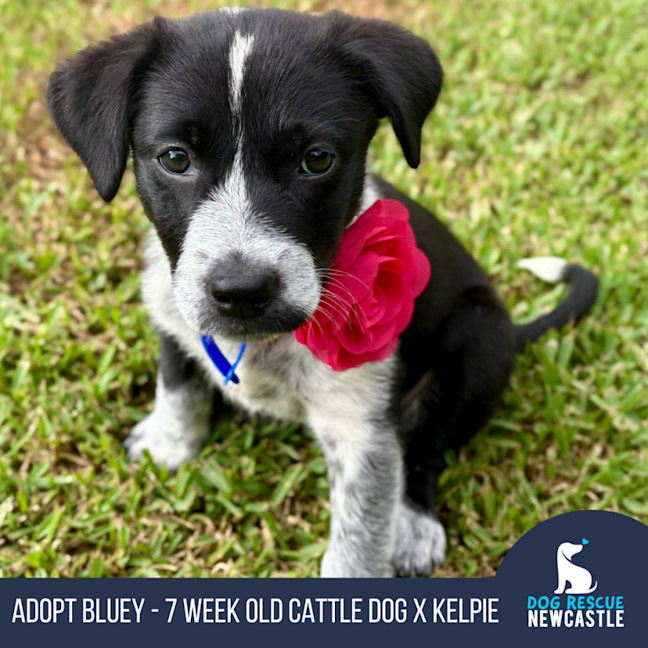Photo of Bluey   7 Week Old Cattle Dog X Kelpie