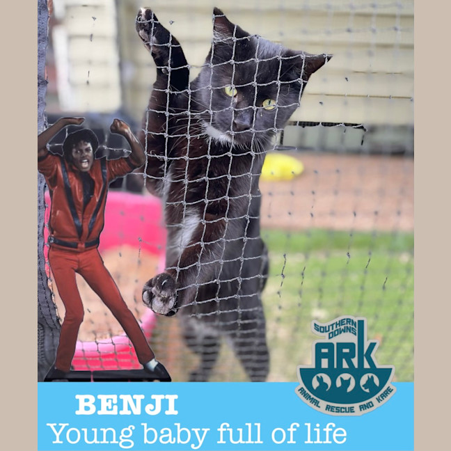 Photo of Benji