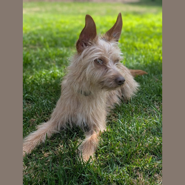Photo of Gidget 