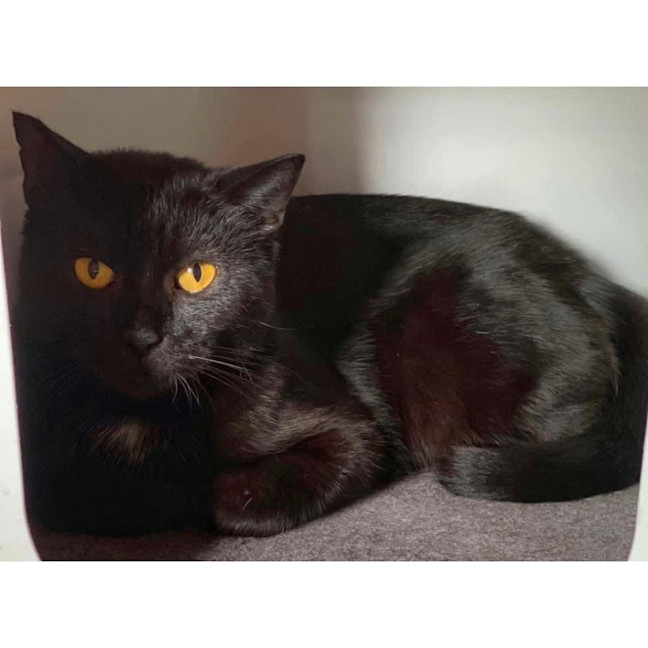 Photo of 11135   Topaz