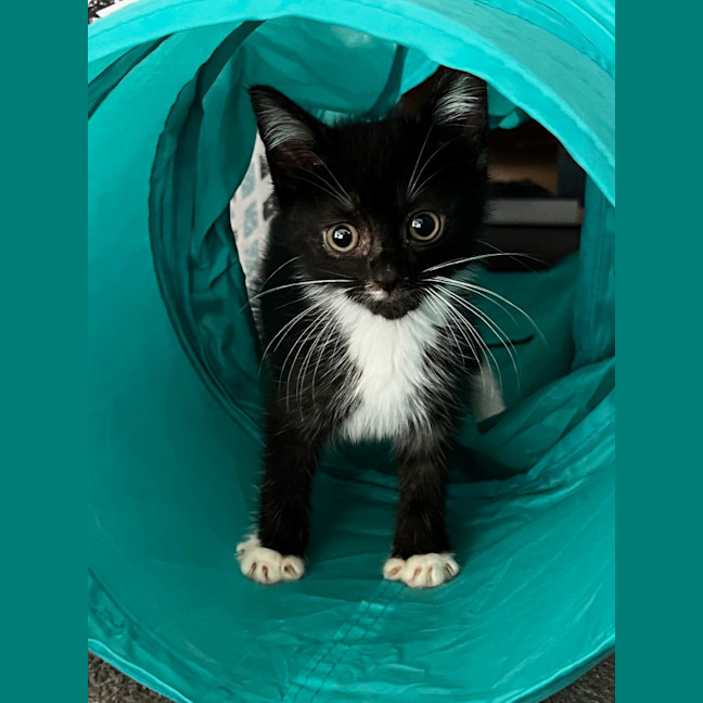 Photo of Checkers