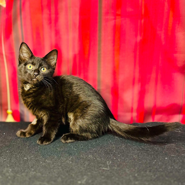 Photo of Boo (Located In Preston) 