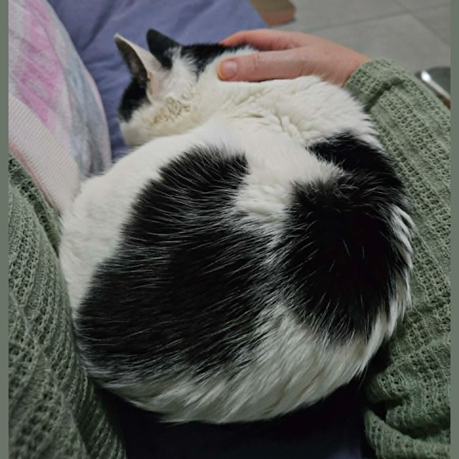 Photo of Oreo