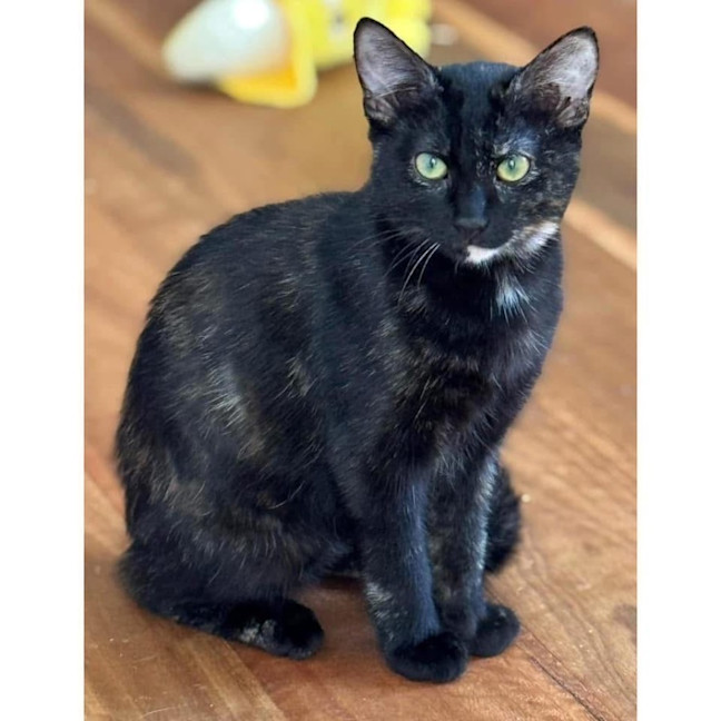 Photo of 11461   Ebony