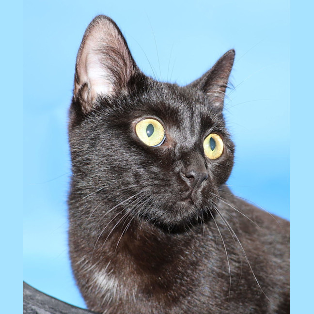 Photo of Ally   Available At Pet Quarters Tuggerah