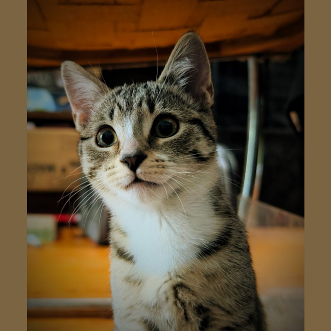 Photo of Cookie
