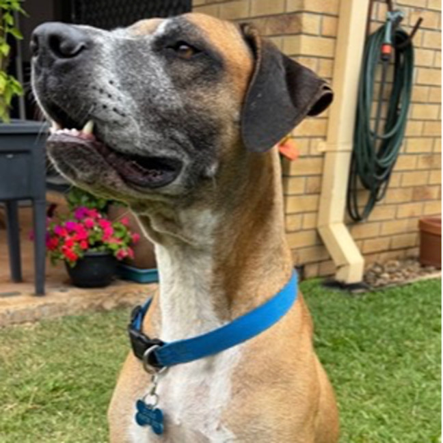 Photo of Duke *$250 Adoption Fee*