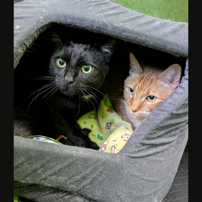 Photo of Timmy (Bonded With Charlie)