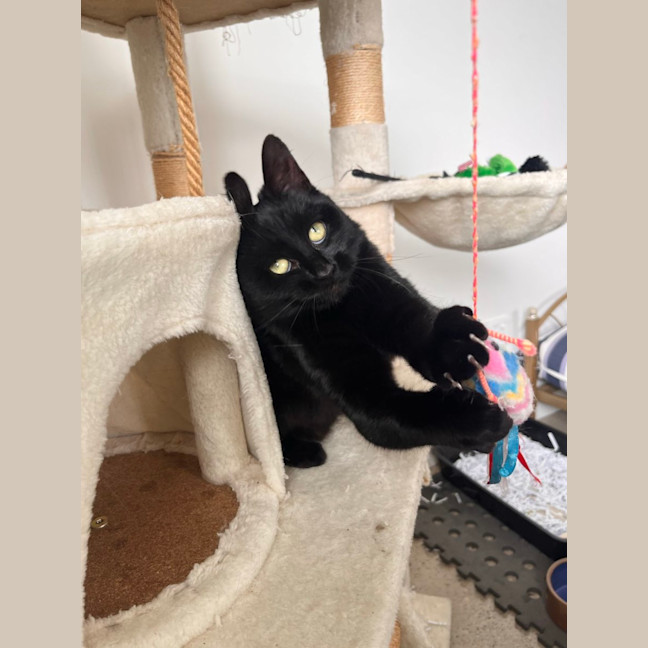 Photo of Kiwi
