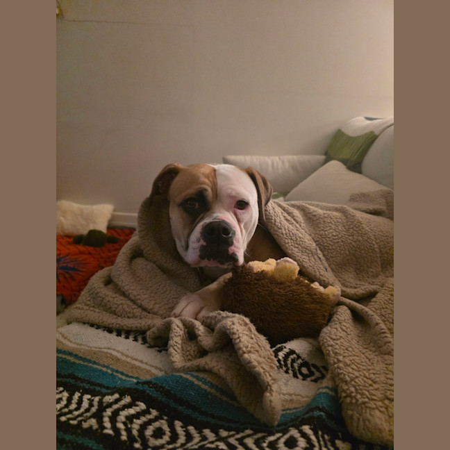 Photo of Harlow