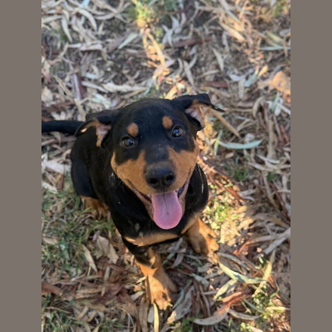 Photo of Frankie Sinatra