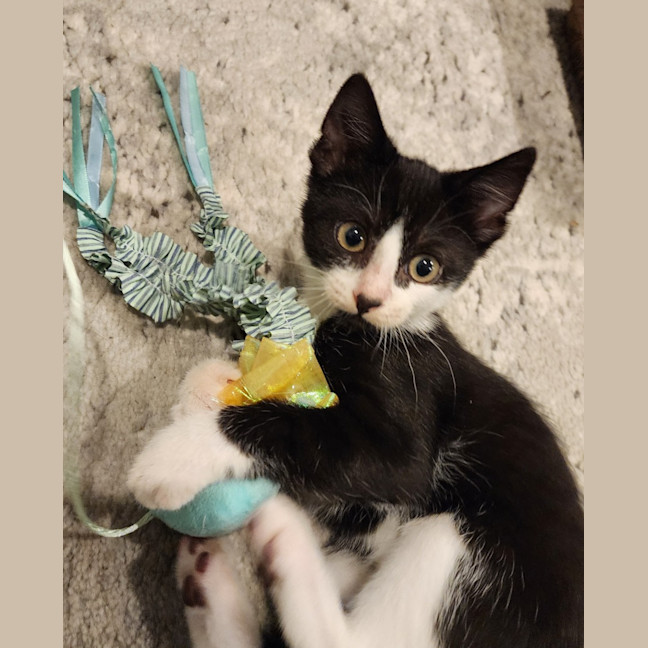 Photo of Tuxie