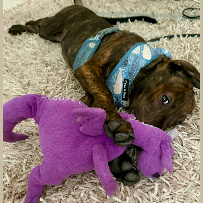 Photo of Missy   3 Month Old Bull Arab X