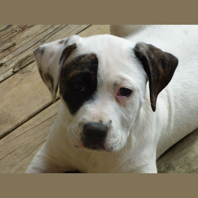 Photo of Tilli/Scout