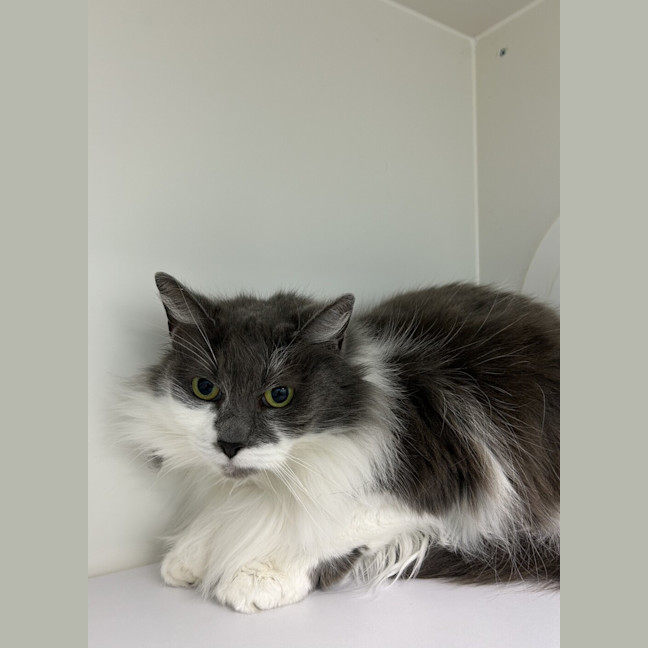 Photo of Smokey