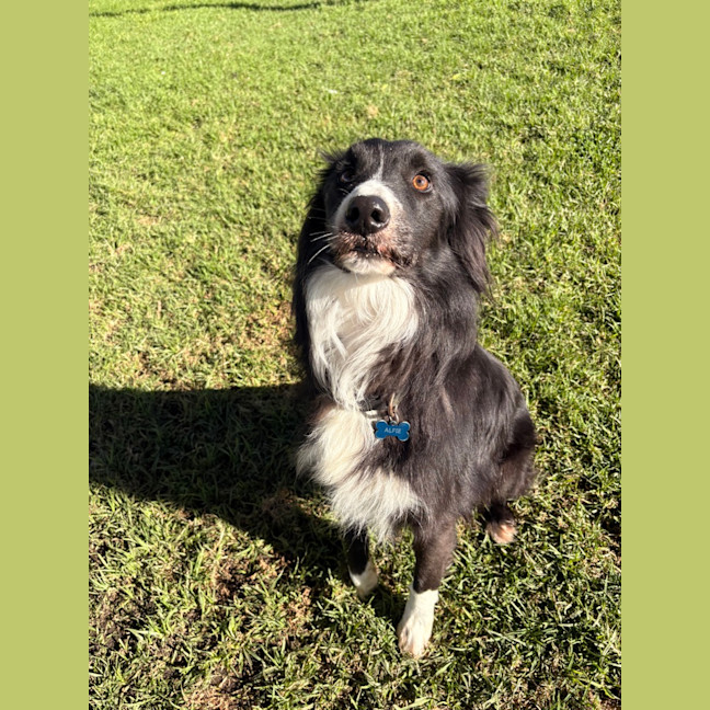 Photo of Alfie 