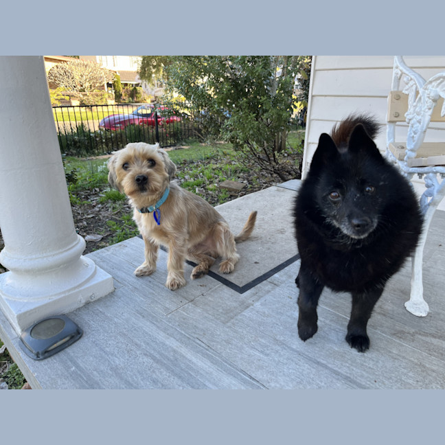 Photo of George 🏡Shih Tzu X Yorkie, (On Trial 30/6/25)
