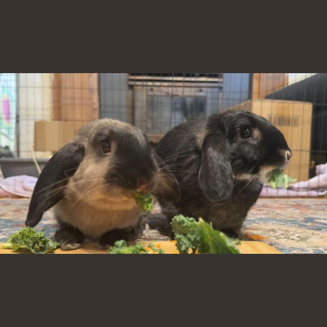 Photo of Ace & Alpha