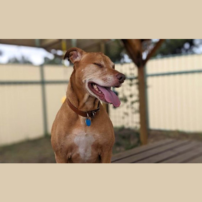 Photo of Nala