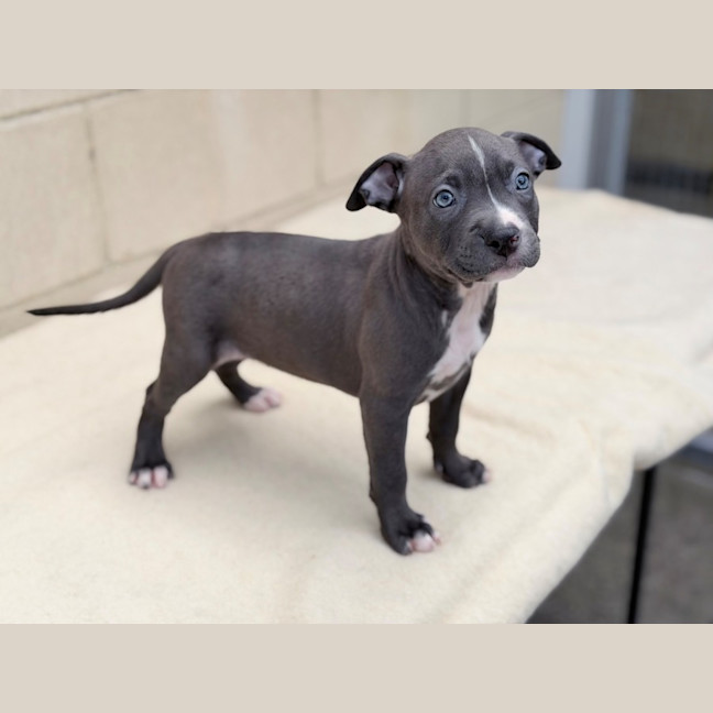 Photo of Ember