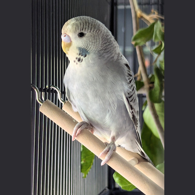 Photo of Peanut 