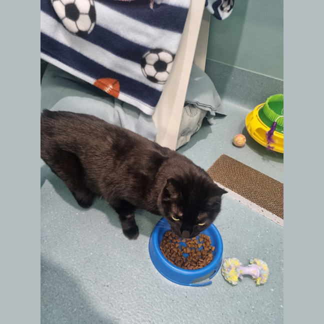 Photo of Robinson Aka Toothless