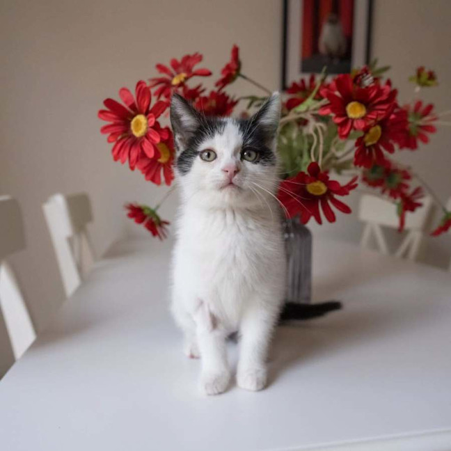 Photo of Daisy