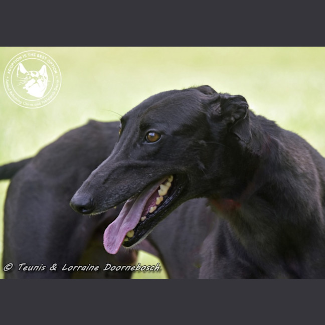 Photo of Billy (Canya Revamp)