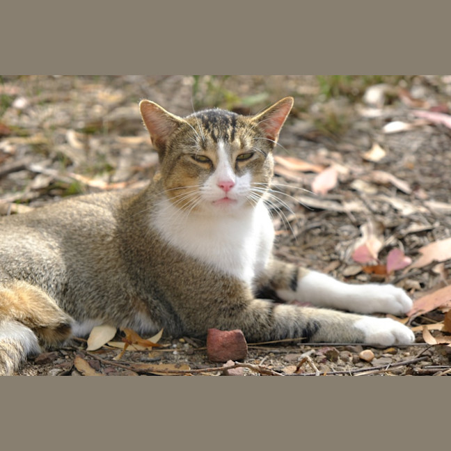 Photo of Spook