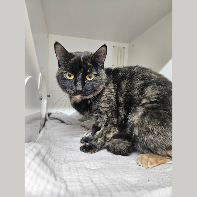 Photo of Calypso