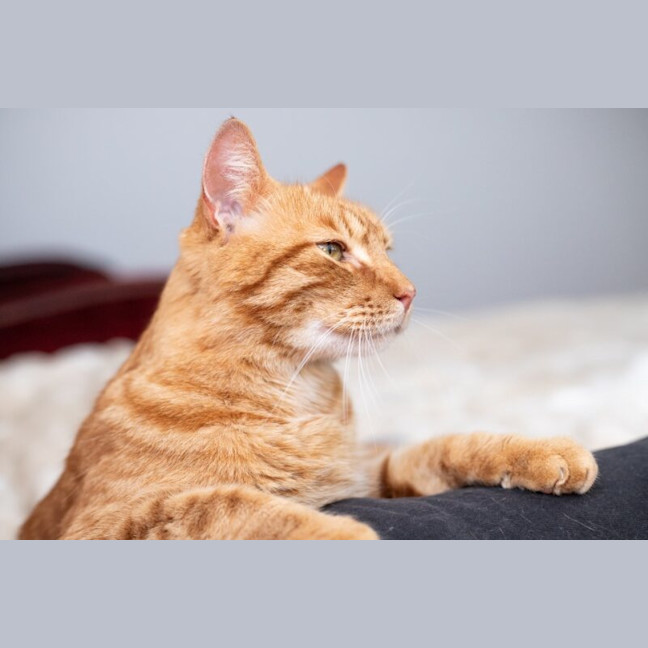 Photo of Pumpkin