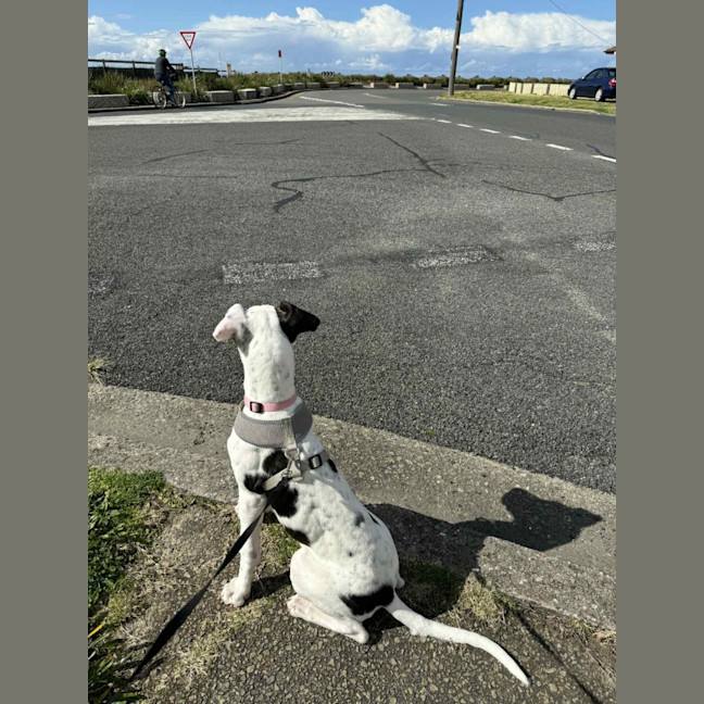 Photo of Winnie   4 Month Old Mixed Breed