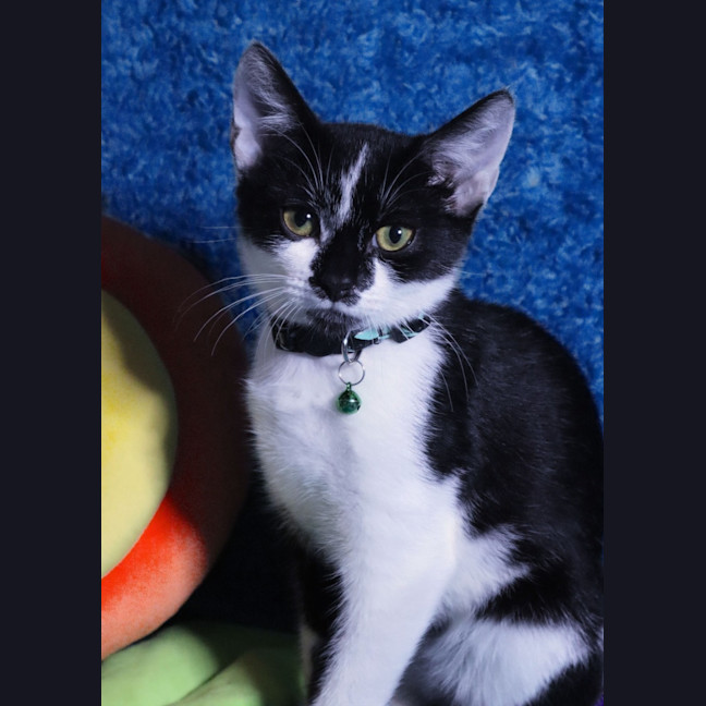 Photo of Axel