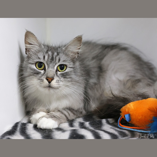 Photo of Silver