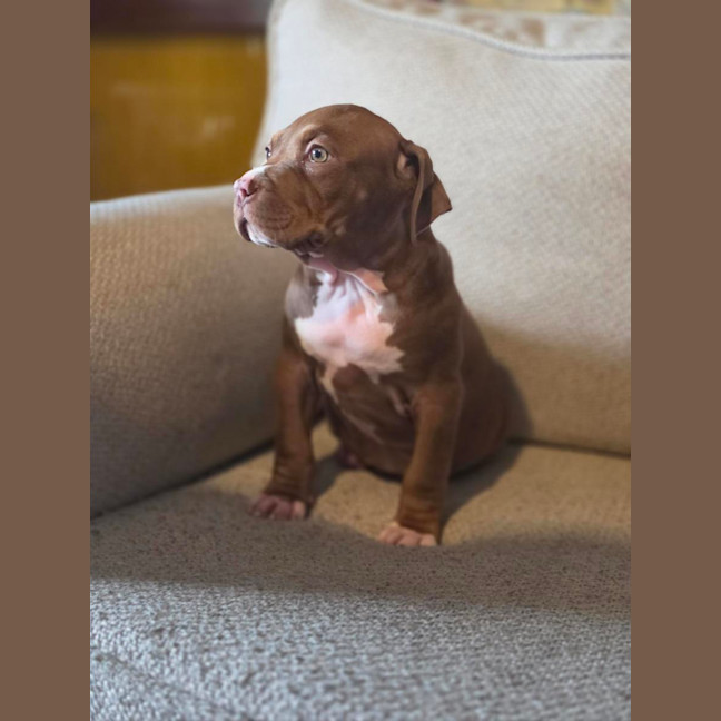 Photo of Coco