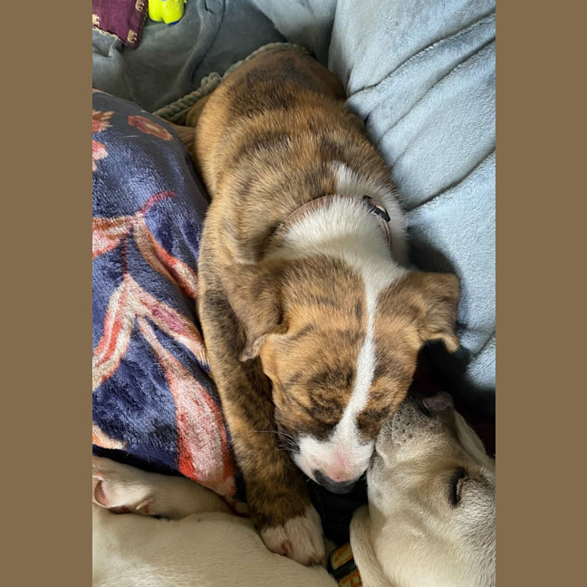 Photo of Tigger